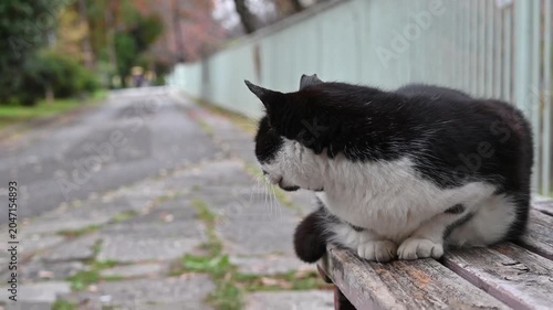 屋外のベンチに座る白黒の猫