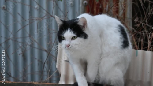 何かを見つめる野良猫