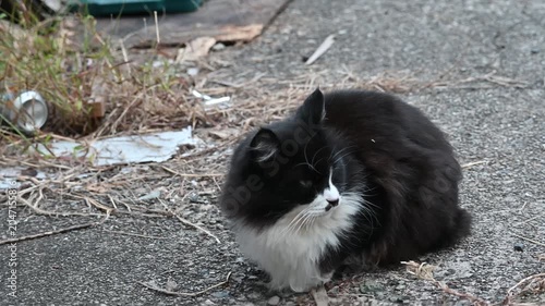 休憩する野良猫