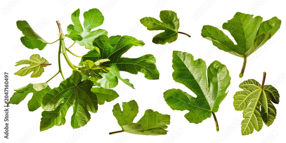 Obraz premium Large set of fresh green fig leaves and branches isolated on a white background. Botanical collection of detailed foliage with visible veins.