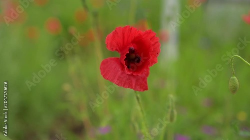 Real-time 6s static footage of a lonely red poppy moving softly in the field. Calming and relaxing nature scene for video editing and stock projects.