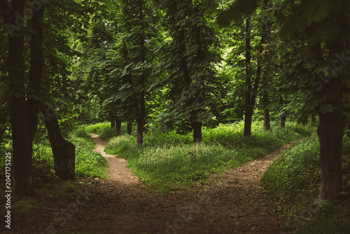 Εκτύπωση καμβά Two paths in a green forest