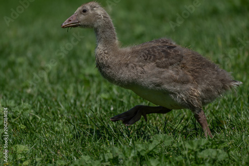 A fluffy gray goose chick is captured mid-stride as it walks across a vibrant green lawn on a sunny day, showcasing its downy plumage and webbed feet