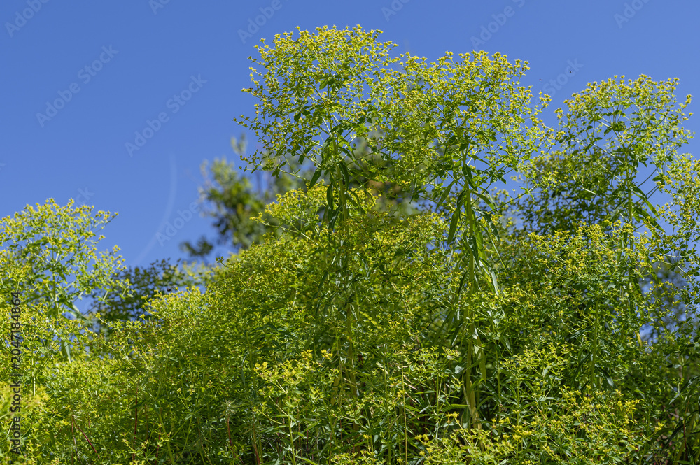 Fototapeta premium Euphorbe des bois