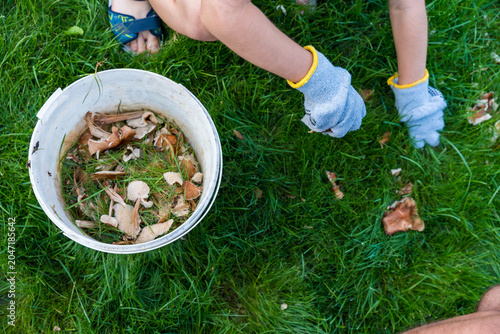 A father and son wearing protective gloves collect inedible mushrooms from a green lawn using a white bucket. The close-up shot captures the teamwork, outdoor activity with a focus on sustainability