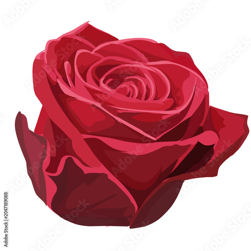 Close up of red rose blossom