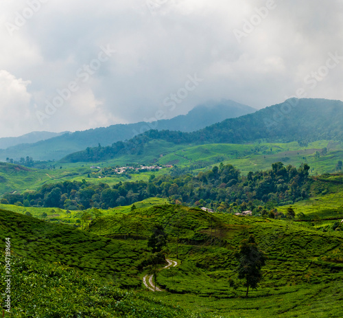 Lush tea plantation in Puncak, West Java, Indonesia.