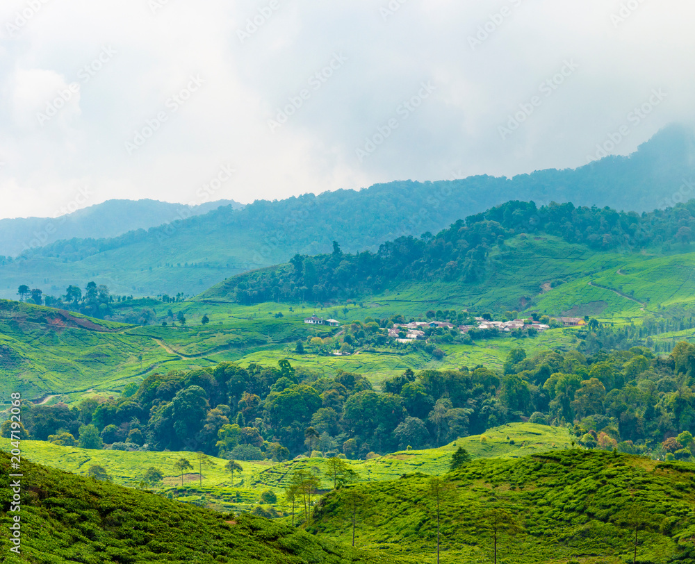 Obraz premium Lush tea plantation in Puncak, West Java, Indonesia.