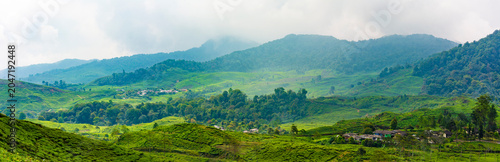 Lush tea plantation in Puncak, West Java, Indonesia.