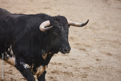 Fighting bull in the arena. Bullring. Toro bravo. Spain