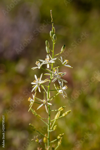 Beautiful spiked star of be...