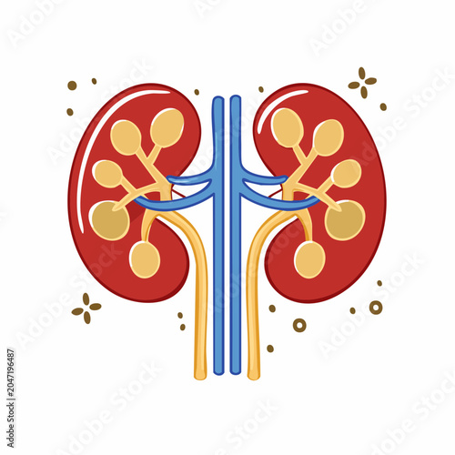 Stylized Illustration of Human Kidneys with Blood Vessels