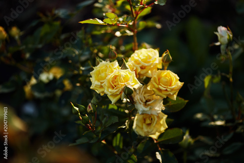 Yellow roses with green leaves in soft natural light, showcasing blooms and buds in a garden.