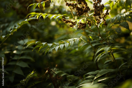 Close-up of green foliage and dried seed clusters on a branch