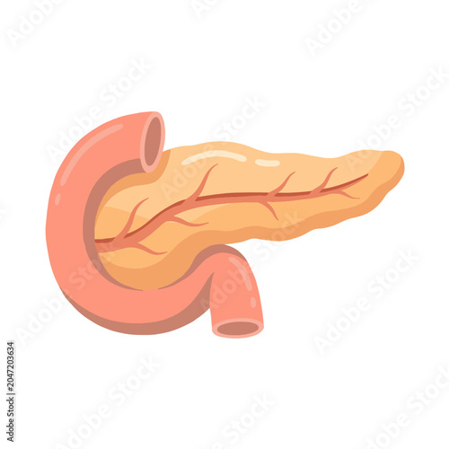 Pancreas human organ anatomy flat vector illustration