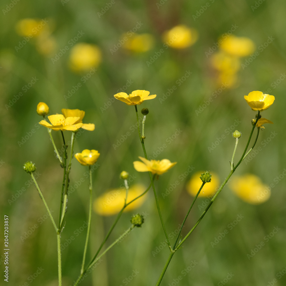 Fototapeta premium Buttercups against out of focus background