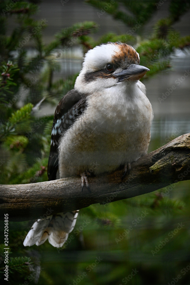 Fototapeta premium A laughing kookaburra (Dacelo novaeguineae) sitting on a branch in a zoo setting