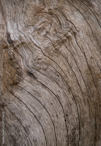Weathered dry wood texture with natural grain patterns and rustic organic background