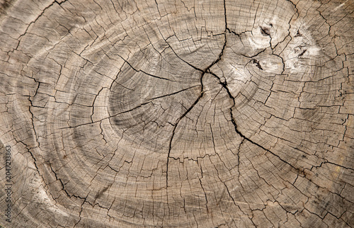 Tree rings and cracked center of large log showcasing natural wood texture and aging process