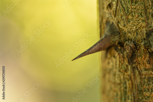 Macro of a black locust Robinia pseudoacacia thorn protruding from textured bark with warm sunlight and soft yellow‑green bokeh background, macro nature photography