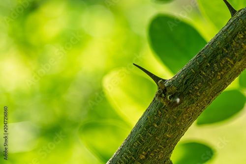 Macro of a black locust Robinia pseudoacacia branch with sharp thorn and textured bark against a soft green bokeh background under natural daylight