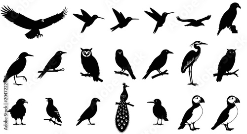 Photos Collection of various bird silhouettes in flight