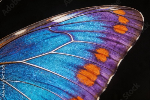Closeup of a butterfly wing