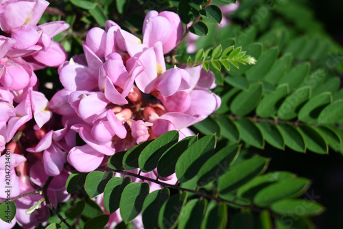 Close-up of blooming pink acacia flower, representing spring and nature.