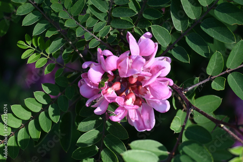 Close-up of blooming pink acacia flower, representing spring and nature.