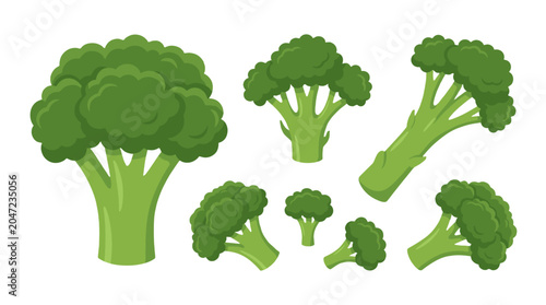 Tableau sur toile Set of broccoli heads and florets in different shapes vector