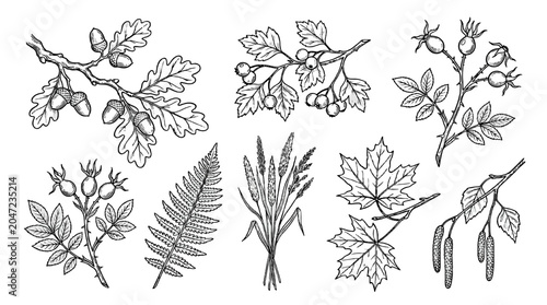 Bild auf Leinwand Hand drawn autumn herbarium set with leaves, berries and branches