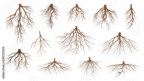 Canvastavla Collection of exposed plant roots a vector illustration with brown tones against