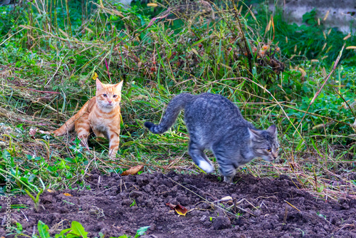 A grey cat runs away from a red one in the countryside on a summer day