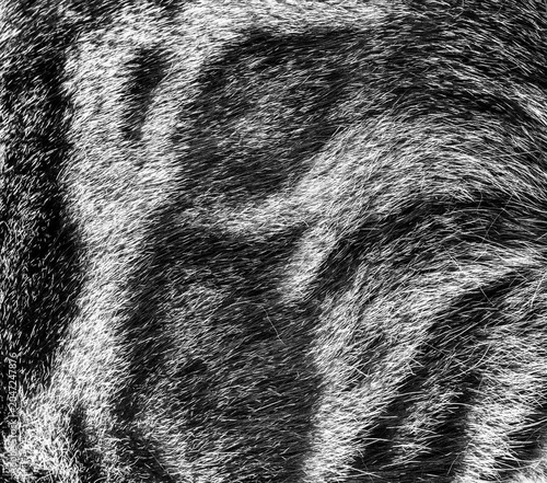 Texture of a cat's skin with patterns black and white photo