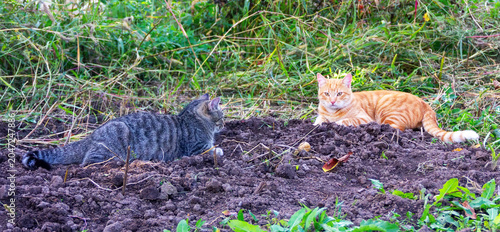 A grey cat and a red one are lying on the ground opposite each other in a rural area on a summer day