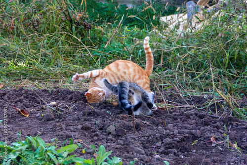 A grey cat and a ginger one are wrestling, tumbling on the ground in a rural area on a summer day.