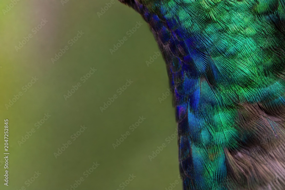 Obraz premium Hummingbird feathers showing vibrant iridescent green and blue colors in extreme macro close-up detail against soft green background, elegant natural texture