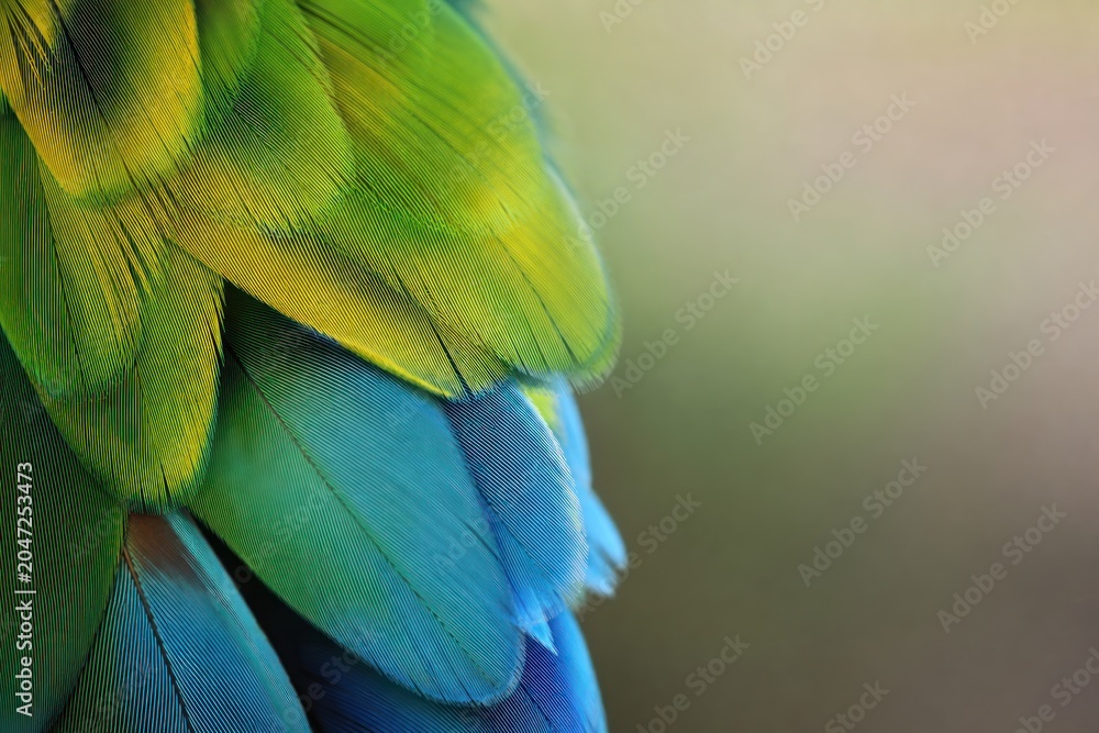 Obraz premium Macaw parrot feathers in vibrant green, yellow, and blue colors captured in close-up macro detail with soft blurred background, exotic tropical wildlife nature concept