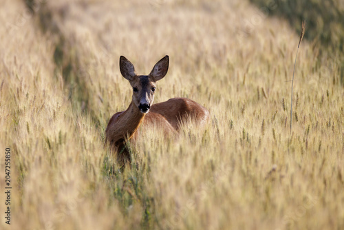 Reh (Capreolus capreolus)