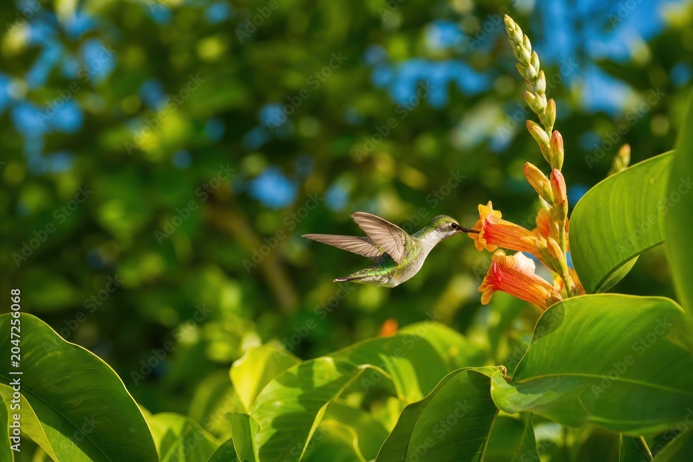 Fototapeta premium Hummingbird hovering and feeding on vibrant orange flowers in lush green garden under bright sunlight, close-up shot capturing natural wildlife beauty