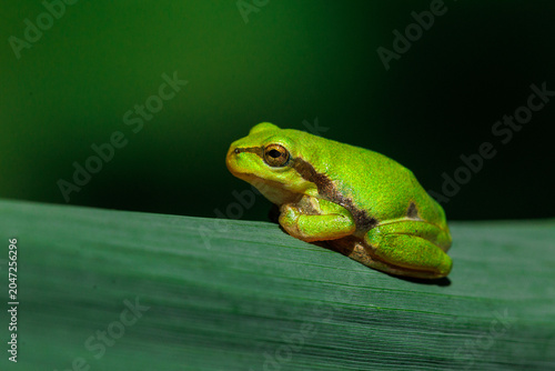 Europäischer Laubfrosch (Hyla arborea)