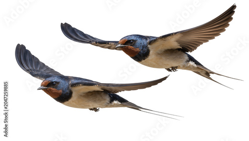 Photos Two barn swallows with long forked tails flying in unison, isolated on transpare