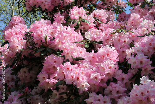 Foto Rhododendron 'Mrs Walter Burns'