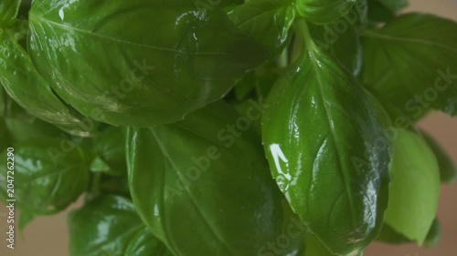 Organic green basil growing. Nature healthy food backdrop.Vegetarian concept. Italian herbs, aromatic Basils plant rotating, closeup, macro shot . 