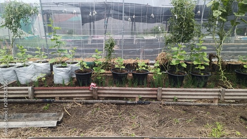 Outdoor Garden With Rows Of Plants In Black Pots Under Sunlight With Greenery and Soil