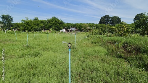 Lush Green Field with Irrigation Sprinklers Under a Clear Blue Sky
