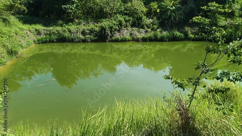 Tranquil Green Pond Surrounded by Lush Vegetation on a Sunny Day