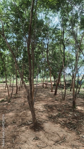 Grove Of Young Trees With Dense Green Foliage Under Bright Sunlight And Sandy Ground