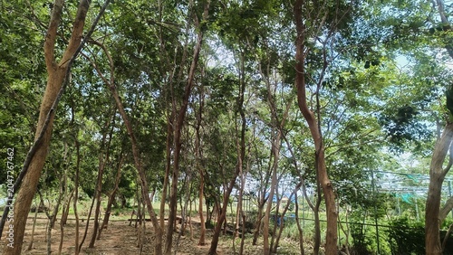 Dense Green Forest Canopy With Tall Trees And Sun Dappled Sunlight Filtering Through The Leaves