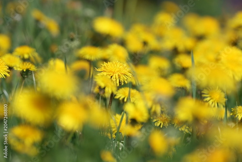 Billede på lærred Spring dandelion standing out among countless yellow flowers